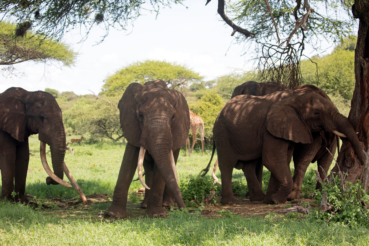 A Safari at Ol Donyo | Kenya’s Crown Jewel of Conservation, Luxury, and Wild Majesty