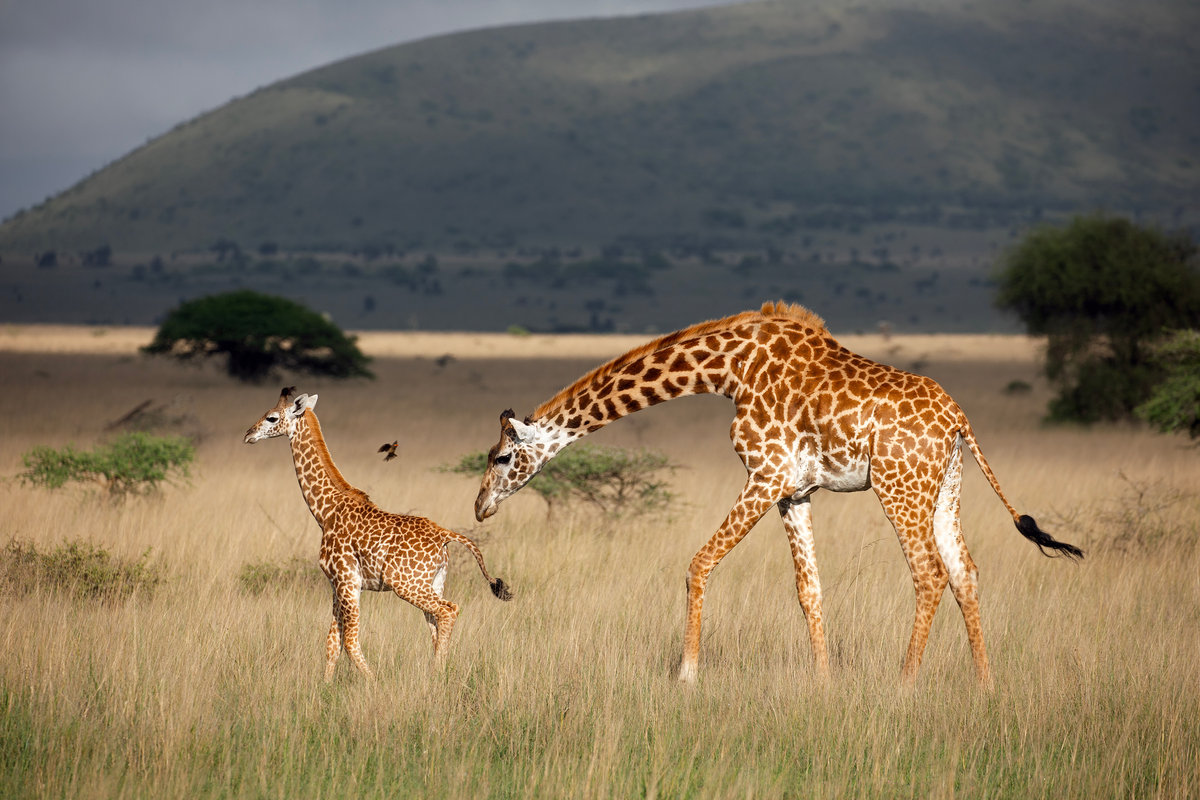 A Safari at Ol Donyo | Kenya’s Crown Jewel of Conservation, Luxury, and Wild Majesty