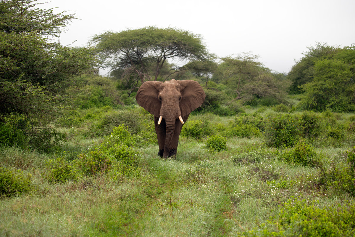A Safari at Ol Donyo | Kenya’s Crown Jewel of Conservation, Luxury, and Wild Majesty